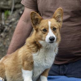 Everlee - Pembroke Welsh Corgi