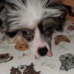 Chinese Crested Puppies from Perfect Pups R Us