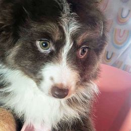 Liberty - Red tri Miniature Australian Shepherd puppy in Galesburg, Illinois from Blessed Knights Mini Aussies