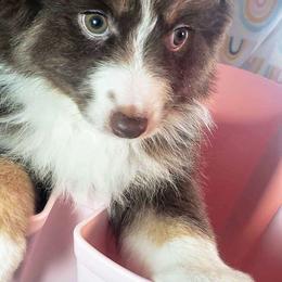 Liberty - Red tri Miniature Australian Shepherd puppy in Galesburg, Illinois from Blessed Knights Mini Aussies