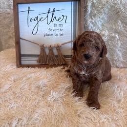Male 5 - Red  male Goldendoodle puppy in Bucyrus, Missouri from Hill Top Pomskies