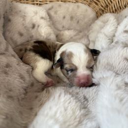 Cinch - White and red male Pembroke Welsh Corgi puppy in Springfield, Missouri from Taylor
