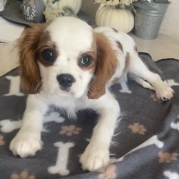 Cavalier King Charles Spaniel Puppies from Christina’s Cavaliers