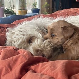 Australian Cobberdog Puppies from Faberge Australian Cobberdogs
