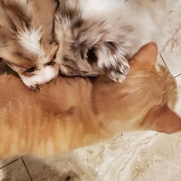 Australian Shepherd Puppies from Winsome Aussies