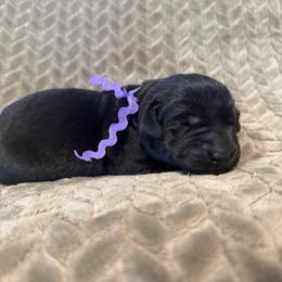 Purple collar(formerly Lime Green) - Black female Labrador Retriever puppy in Gilbert, South Carolina from Crout Kennels