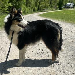 Reba - Border Collie