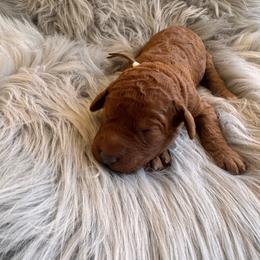 Faith - Red  female Poodle puppy in Osyka, Mississippi from Southern Sunshine Standards