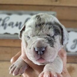 Blue merle girl orange collar - Merle female Great Dane puppy in Norwalk, Ohio from Swanger Danes