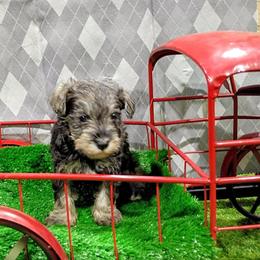Cronus - Black and silver male Miniature Schnauzer puppy in Neosho, Missouri from Star Light Pups