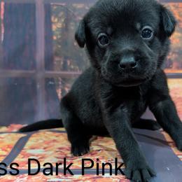Goldendoodle, Golden Retriever, Labradoodle, and Labrador Retriever Puppies from Robertson's Retrievers and Doodles