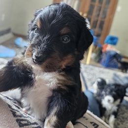 Bernedoodle Puppies from Joyful Pastures Homestead