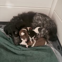 Liberty - Piebald female Dachshund puppy in Troup, Texas from Darling Doxies