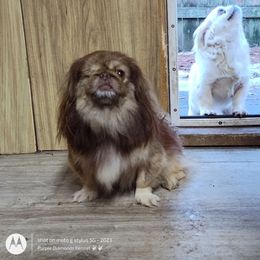 Wonton - Fawn brindle male Pekingese puppy in Andrews, South Carolina from Purple Diamonds Kennel