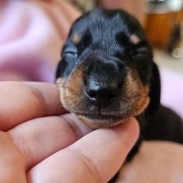 Black and tan female (smaller) - Black and tan female Dachshund puppy in Belle Rive, Illinois from Akin's Miniature Dachshunds, LLC