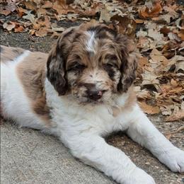 Joey - male Newfypoo puppy in South Haven, Minnesota from Hidden Haven Poodles and Doodles