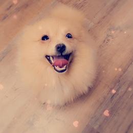 French Bulldog and Pomeranian Puppies from Purrs N Poms
