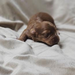 Trixie - Red female Dachshund puppy in Anaconda, Montana from Montana Country Dachshunds