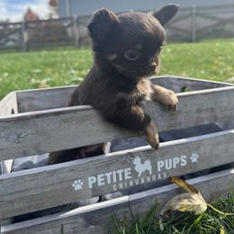 Maple - Chocolate and white female Chihuahua puppy in Dayton, Ohio from Petite Pups