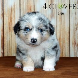 Clue - Blue merle male Miniature American Shepherd puppy in Carlisle, Pennsylvania from 4 Clovers Kennel