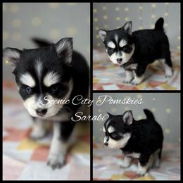 Sarabi - Black and white female Pomsky puppy in Rossville, Georgia from Scenic City Pomskies