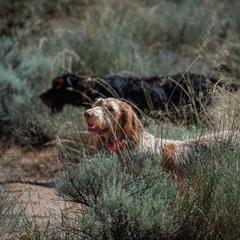 Bracco Italiano and Spinone Italiano All Grown Up from Millers Point Versatile Gun Dogs