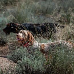 Bracco Italiano and Spinone Italiano All Grown Up from Millers Point Versatile Gun Dogs