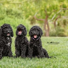 Goldendoodle Puppies from 24 Karat Doodles