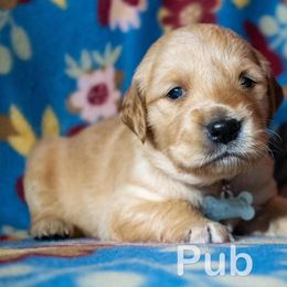 Golden Retriever Puppies from Happy Tails