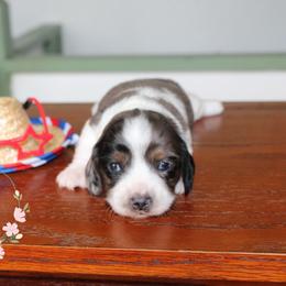 Clover - Dapple male Dachshund puppy in Pope, Mississippi from Anna’s Mini Doxies