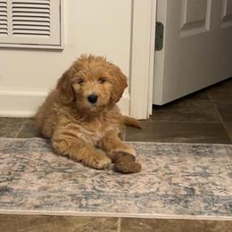 Girl 4 - Apricot female Double Doodle puppy in Jonesborough, Tennessee from Dry Creek Siberians