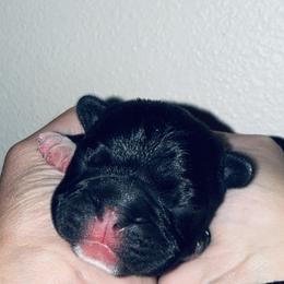 Spicy Pickle - Brindle male French Bulldog puppy in Tampa Bay, Florida from Woodpecker Ridge Pups