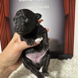 Baby Spice - Silver female Poodle puppy in Pueblo, Colorado from Going Poodles & Pet Services LLC