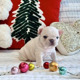 Rush - Cream male French Bulldog puppy in Shields, Michigan from Mid-Michigan Frenchies