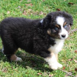 Rowan - Black tri-color male Australian Shepherd puppy in Kansas, Oklahoma from Windy G Farm