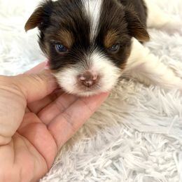 Boy 1 - male Biewer Terrier puppy in Greenwood, South Carolina from Sweet Southern Puppies