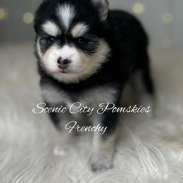 Frenchy - Black and white female Pomsky puppy in Rossville, Georgia from Scenic City Pomskies