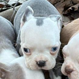 Blue Boy - Blue male Boston Terrier puppy in Mc Donough, Georgia from Ballard Boston Terriers
