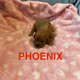 Phoenix - Red male Cavapoo puppy in Sherwood, Michigan from Patrick's Puppies