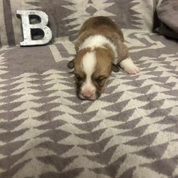 Flame Tail Intact - Red male Pembroke Welsh Corgi puppy in Maupin, Oregon from Bailey Nannini
