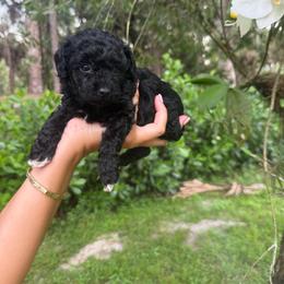 Tiny MIA - Black female Poodle puppy in Florida from Puppies Forever 💙❤️🐶