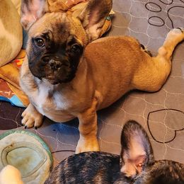 Winford - Black and tan French Bulldog puppy in Davenport, Iowa from QC Finest Frenchies & Brussels