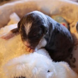 Boy 7 - male Bernedoodle puppy in Springfield, Missouri from Doodle Dandy Bernedoodles & Aussiedoodles
