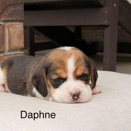 Daphne - Black tan and white female Beagle puppy in Mansfield, Missouri from Rippee Creek Kennel