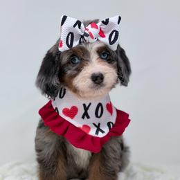 Sonata - Blue merle female Bernedoodle puppy in Fleming, Colorado from Vandenbark Doodles