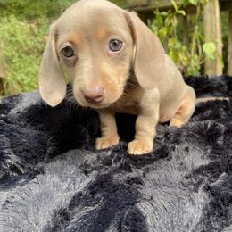 Dachshund Puppies from Doxie Dapples