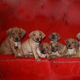 Rhodesian Ridgeback Puppies from Tifari Rhodesian Ridgebacks