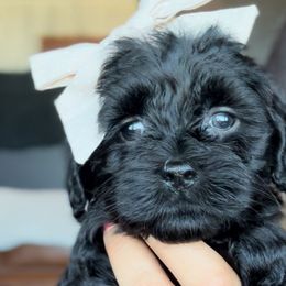 Veruca - Black female Goldendoodle puppy in Gilbert, Arizona from Sunny Doodles