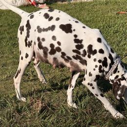 Dalmatian puppies from Soflo Dalmatians