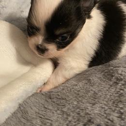 Eli - Black and white male Chihuahua puppy in Red Bluff, California from Aye Chihuahua
